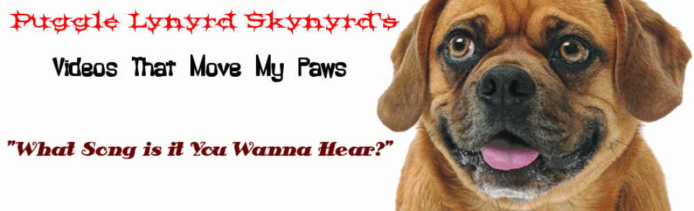 Puggle Lynyrd Skynyrd's Videos That Move My Paws